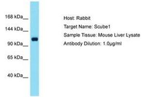 SCUBE1 anticorps  (AA 518-567)