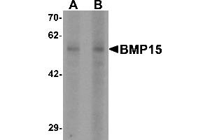 Western blot analysis of BMP15 in 3T3 cell lysate with BMP15 antibody at (A) 1 and (B) 2 µg/mL (BMP15 anticorps  (N-Term))