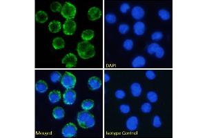 Immunofluorescence staining of fixed U937 cells with anti-CD11c antibody N418.