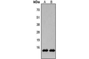 Western blot analysis of Histone H2B (AcK15) expression in HeLa TSA-treated (A), NIH3T3 TSA-treated (B) whole cell lysates.