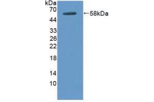 Figure. (DOK3 anticorps  (AA 128-385))