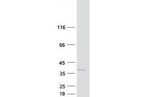 Validation with Western Blot