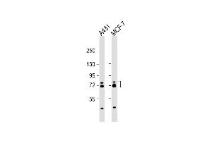 All lanes : Anti-ESRP1 Antibody (N-term) at 1:2000 dilution Lane 1: A431 whole cell lysate Lane 2: MCF-7 whole cell lysate Lysates/proteins at 20 μg per lane. (ESRP1 anticorps  (AA 182-211))