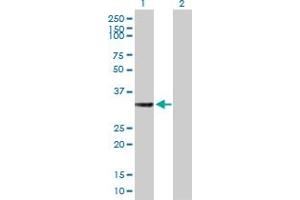 Western Blot analysis of HSD17B7 expression in transfected 293T cell line by HSD17B7 MaxPab polyclonal antibody. (HSD17B7 anticorps  (AA 1-341))