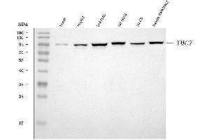 Western blot analysis of TMC7 using anti-TMC7 antibody (ABIN7602499).