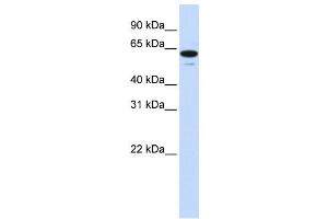 Western Blotting (WB) image for anti-Zinc Finger Protein 655 (ZNF655) antibody (ABIN2458443) (ZNF655 anticorps)