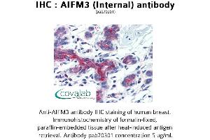 Image no. 1 for anti-Apoptosis-Inducing Factor, Mitochondrion-Associated, 3 (AIFM3) (Internal Region) antibody (ABIN1731630)