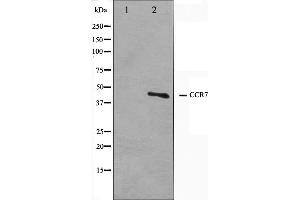 Western blot analysis on COS7 cell lysate using CCR7 Antibody. (CCR7 anticorps)