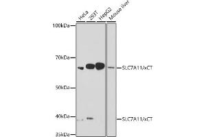 Western blot analysis of extracts of various cell lines, using SLC7/xCT antibody (ABIN7270482) at 1:1000 dilution.