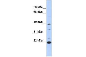 PEF1 antibody used at 1 ug/ml to detect target protein. (PEF1 anticorps  (Middle Region))