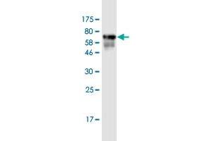 Western Blot detection against Immunogen (60.