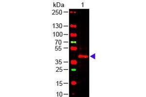 Western Blot of Mouse anti-TRPC6 Antibody Lane 1: Mouse Kidney WCL Load: 10 µg per lane Primary antibody: TRPC6 Antibody at 1:1000 for overnight at 4°C Secondary antibody: 649 donkey anti-mouse at 1:20,000 for 30 min at RT Block: ABIN925618 for 30 min at RT (TRPC6 anticorps  (C-Term))
