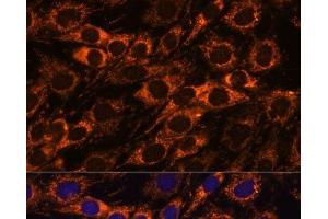 Immunofluorescence analysis of C6 cells using ACAA2 Polyclonal Antibody at dilution of 1:100.