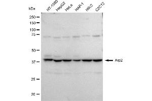 Western blotting analysis using Arp2 antibody (ABIN7797452).