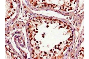 Immunohistochemistry of paraffin-embedded human testis tissue using ABIN7148328 at dilution of 1:100 (C1QTNF9B anticorps  (AA 2-192))