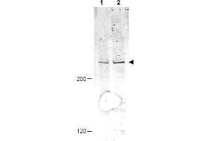 Image no. 1 for anti-Anaphase Promoting Complex Subunit 1 (ANAPC1) (AA 373-382), (pSer377) antibody (ABIN401307) (APC1 anticorps  (pSer377))