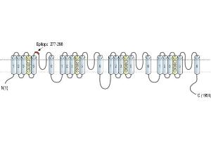 Representative domain view of the target of ABIN7884829.