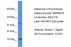 Western Blotting (WB) image for anti-Cytochrome C, Somatic (CYCS) (N-Term) antibody (ABIN2788640) (Cytochrome C anticorps  (N-Term))