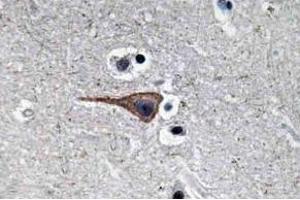 Immunohistochemistry (IHC) analysis of EGF antibody in paraffin-embedded human brain tissue. (EGF anticorps)