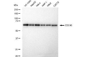 Western blotting analysis using CDC40 antibody (ABIN7798012).