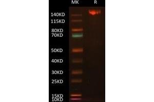 1 μg loaded Tris-Bis PAGE under reducing condition. (SARS-CoV-2 Spike Protein (His-Avi Tag))