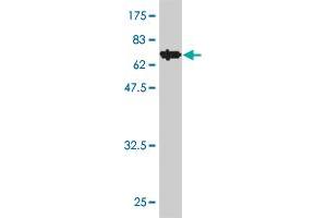 Western Blot detection against Immunogen (70. (IDO1 anticorps  (AA 1-403))