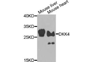 Western blot analysis of extracts of various cell lines, using DKK4 antibody (ABIN5974467) at 1/1000 dilution. (DKK4 anticorps)