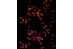 Immunofluorescence analysis of HT-29 cells using MTAP Rabbit mAb (ABIN7268498) at dilution of 1:100 (40x lens). (MTAP anticorps)