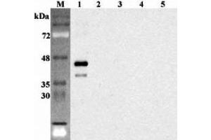 Western blot analysis using anti-Sirtuin 6 (human), pAb  at 1:2'000 dilution. (SIRT6 anticorps)