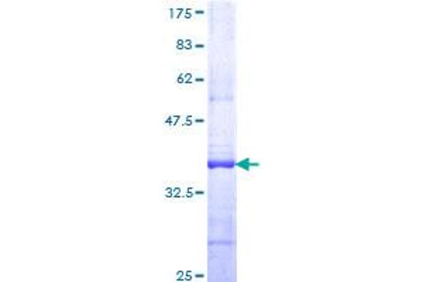 PCDHGB5 Protein (AA 283-373) (GST tag)
