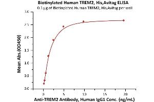 Immobilized Biotinylated Human TREM2, His,Avitag (ABIN6973295) at 1 μg/mL (100 μL/well) on streptavidin  precoated (2 μg/well) plate can bind A Antibody, Human IgG1 with a linear range of 0.