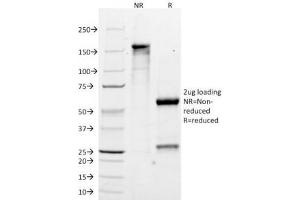 SDS-PAGE Analysis of Purified, BSA-Free MART-1 Antibody (clone M2-7C10). (MLANA anticorps)