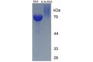 Image no. 2 for Interleukin 1, beta (IL1B) (AA 199-214) peptide (BSA) (ABIN5665979) (Interleukin 1, beta (IL1B) (AA 199-214) peptide (BSA))