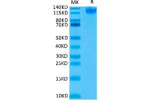 SEMA4D/CD100 Protein (His-Avi Tag)