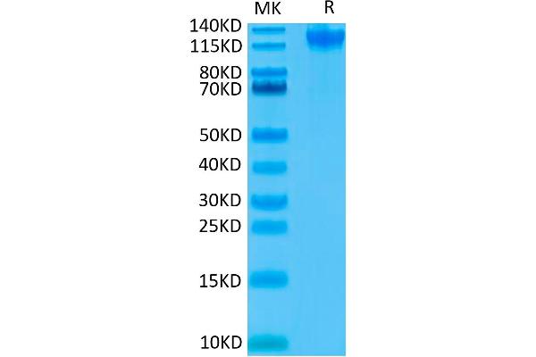 SEMA4D/CD100 Protein (His-Avi Tag)