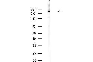 anti-Clathrin (C-Term) antibody