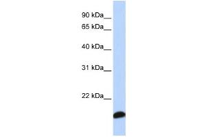 Western Blotting (WB) image for anti-Peroxiredoxin 5 (PRDX5) antibody (ABIN2459818) (Peroxiredoxin 5 anticorps)