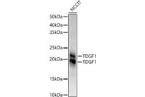 Western blot analysis of extracts of NCCIT cells, using TDGF1 antibody (ABIN3021341, ABIN3021342, ABIN3021343 and ABIN6214922) at 1:970 dilution. (TDGF1 anticorps  (AA 1-188))