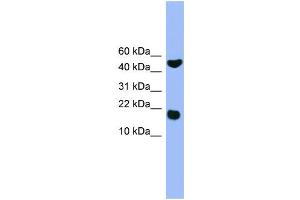 WB Suggested Anti-RWDD1  Antibody Titration: 0. (RWDD1 anticorps  (Middle Region))