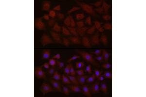 Immunofluorescence analysis of A-549 cells using NTF4 Rabbit pAb (ABIN3021387, ABIN3021388, ABIN3021389 and ABIN6214994) at dilution of 1:150 (40x lens).