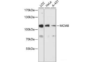 Western blot analysis of extracts of various cell lines using MCM8 Polyclonal Antibody at dilution of 1:3000. (MCM8 anticorps)