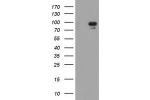 Western Blotting (WB) image for anti-Mitogen-Activated Protein Kinase 12 (MAPK12) antibody (ABIN1499304) (MAPK12 anticorps)