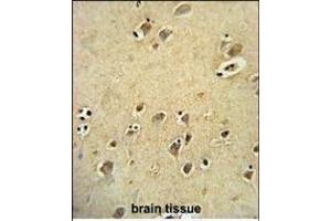 DIRAS3 Antibody (ABIN652072 and ABIN2840536) immunohistochemistry analysis in formalin fixed and paraffin embedded human brain tissue followed by peroxidase conjugation of the secondary antibody and DAB staining.