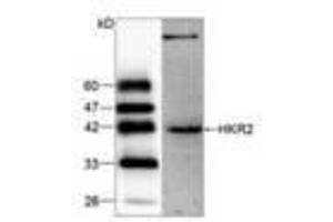 Image no. 1 for anti-Zinc Finger and SCAN Domain Containing 22 (ZSCAN22) antibody (ABIN791490) (ZSCAN22 anticorps)