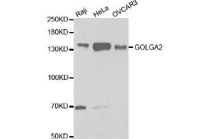 Western Blotting (WB) image for anti-Golgin A2 (GOLGA2) antibody (ABIN1876532) (Golgin A2 (GOLGA2) anticorps)