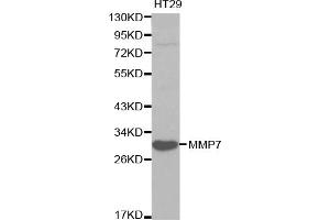 Western blot analysis of extracts of HT-29 cells, using MMP7 antibody. (MMP7 anticorps)