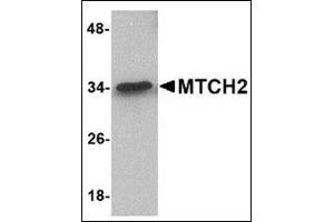 Western blot analysis of MTCH2 in 293 cell lysate with this product at 1 μg/ml. (MTCH2 anticorps  (N-Term))