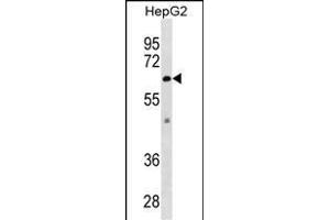 ZSTE24 Antibody (C-term) (ABIN1882012 and ABIN2838884) western blot analysis in HepG2 cell line lysates (35 μg/lane). (ZMPSTE24 anticorps  (C-Term))