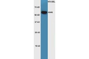 Lane 1: A549 cell lysates probed with Rabbit Anti-OCT2 Polyclonal Antibody, Unconjugated  at 1:5000 for 90 min at 37˚C. (Oct-2 anticorps  (AA 11-100))