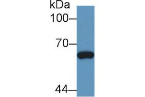 Western Blot; Sample: Human Hela cell lysate; Primary Ab: 1µg/ml Rabbit Anti-Bovine Smad1 Antibody Second Ab: 0.